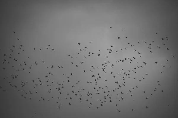 Черные птицы или вороны в темном небе. Много маленьких птиц — стоковое фото