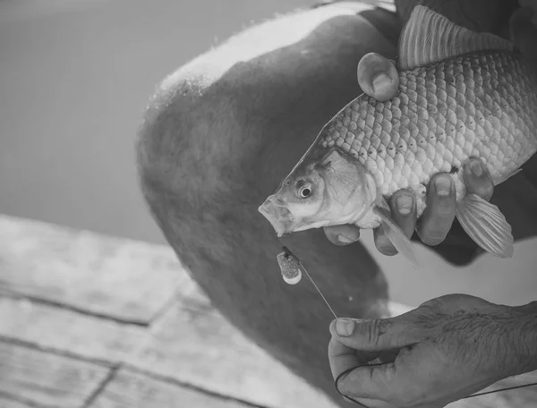 Peixe de água doce viciado na boca em mãos masculinas, pesca isca — Fotografia de Stock
