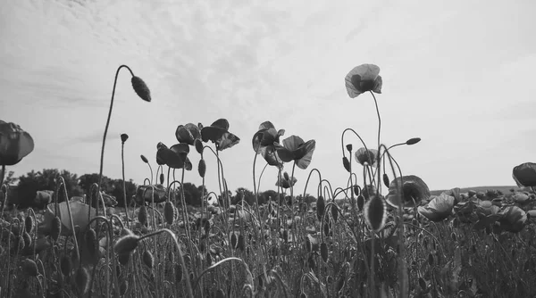 Verão e primavera, paisagem, semente de papoula . — Fotografia de Stock