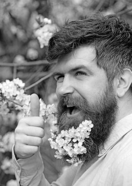 Bahar ruh kavramı. Çiçek açan yakınındaki sakallı erkek yüz kiraz ağacı. Başparmak hipster sakal içinde kiraz çiçeği ile ortaya çıktı. Sakal ve bıyık ihale beyaz çiçekler yakınındaki mutlu yüz adamım, yakın çekim.