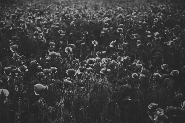 Fechar no campo de papoula — Fotografia de Stock