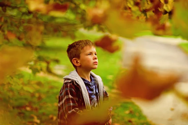 Ελπίδες και όνειρα. Μικρό αγόρι γεμάτο ελπίδα για λαμπρό μέλλον. Μικρό αγόρι ονειροπολώντας στον κήπο. Ελπίζω — Φωτογραφία Αρχείου