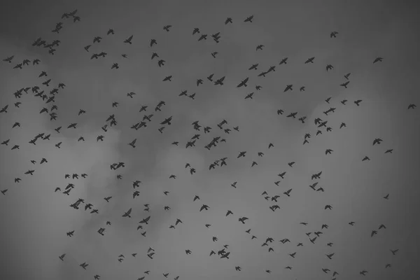 Ptáci létají do teplých krajin. Stěhovaví ptáci koncept. — Stock fotografie
