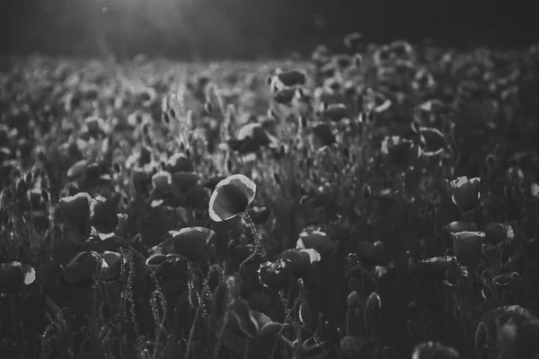 양 귀 비 꽃 현충일 — 스톡 사진