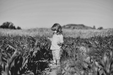 Yeşil mısır tarlasında küçük bir çocuk ya da mısır
