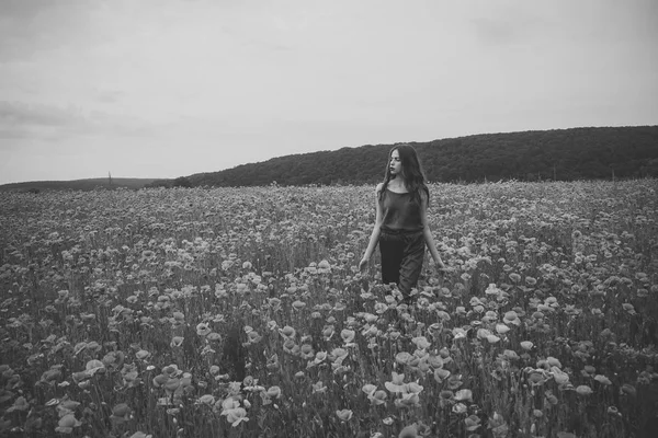 Beleza, verão, primavera, semente de papoula . — Fotografia de Stock