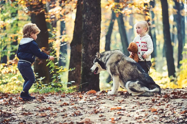 Liten flicka och pojke vänner spela med husky sällskapsdjur i skogen. Barn utbildning hund i höst skog. Vänskap och barn älskar. Hundar utbildningskoncept. Spel, roligt, aktivitet och aktiv vila på frisk luft — Stockfoto