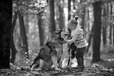 Kırmızı başlıklı kız masal ormanda kurt ile. Sonbahar ormanda köpek ile küçük kız. Çocukluk, oyun ve eğlence. Husky ile Çocuk oyun ve oyuncak ayı taze hava açık. Etkinlik ve aktif dinlenme