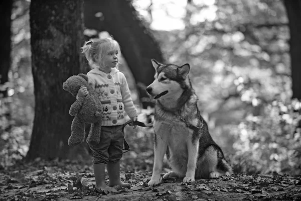 Kid play with dog in autumn forest. Kid with malamute and teddy bear on fresh air outdoor