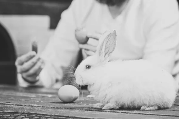 Påskägg - recept och matlagning. Kaniner familj med bunny öron. — Stockfoto