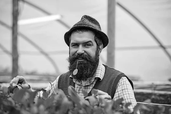 Closeup gardener in fedora hat planting seeds. Bearded man with blue eyes holding gardening fork while chewing green leaves