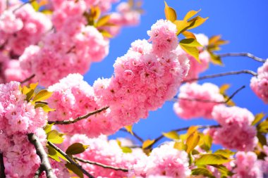 Kiraz çiçeği. Kayısı çiçek açması makro yumuşak dalları gökyüzü arka plan üzerinde odaklanın. Sacura kiraz ağacı. Kopenhag Sakura Festivali.