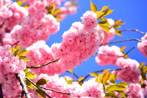 Körsbärsblommor. Grenar av blommande aprikos makro med mjuk fokusera på himmel bakgrund. Sacura cherry-träd. Copenhagen Sakura Festival. — Stockfoto