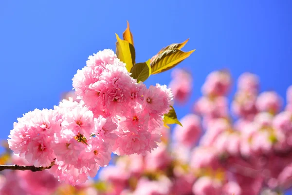 Sakura Festival. Fiore di ciliegio. Sacura ciliegio. Modello di fiori primaverili. Bella primavera floreale sfondo astratto della natura . — Foto Stock