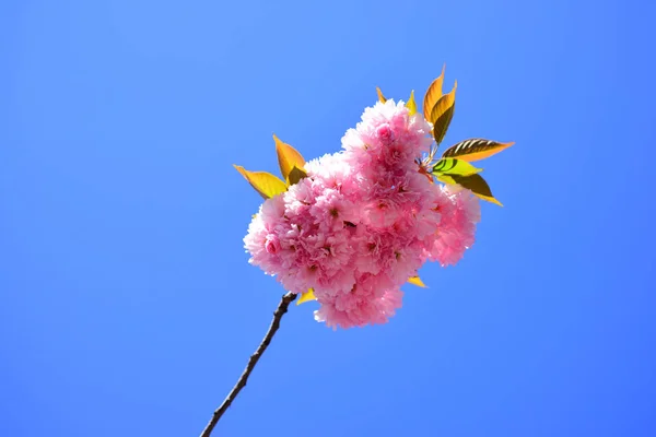 Primavera. Fiori primaverili con sfondo blu e nuvole. Sacura ciliegio. Fiore di ciliegio giapponese Eventi e posizioni . — Foto Stock
