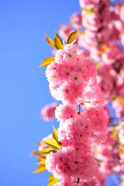 Fiore di ciliegio. Albero dei fiori sullo sfondo della natura. Sacura ciliegio. Fiori primaverili. Motivo fiori primavera . — Foto Stock