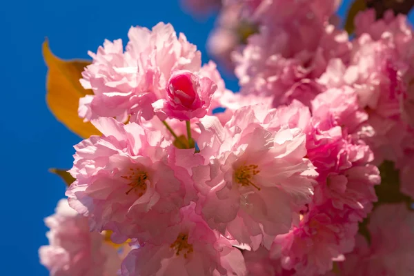 Kiraz çiçeği. Sacura kiraz ağacı. Arka plan bahar gününde çiçeklerle. Doğa zemin üzerine mavi gökyüzü ile çiçeklenme sakura çiçekleri çiçek yakın çekim. — Stok fotoğraf