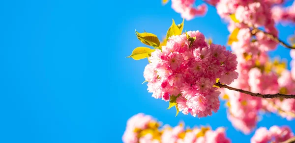 Κεράσι ανθίσει. Sacura κερασιά. Για το Πάσχα και άνοιξη ευχετήριες κάρτες με αντίγραφο χώρο. Ανοιξιάτικο φόντο των συνόρων με ροζ άνθος. Φόντο με λουλούδια σε μια ανοιξιάτικη μέρα. — Φωτογραφία Αρχείου