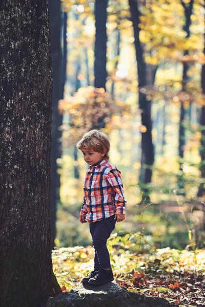 Маленький принц у казковому лісі. Дитина грає на свіжому повітрі. Осінні канікули та кемпінги. Діяльність та активний відпочинок для дитини. Маленький хлопчик грає в осінньому лісі — стокове фото