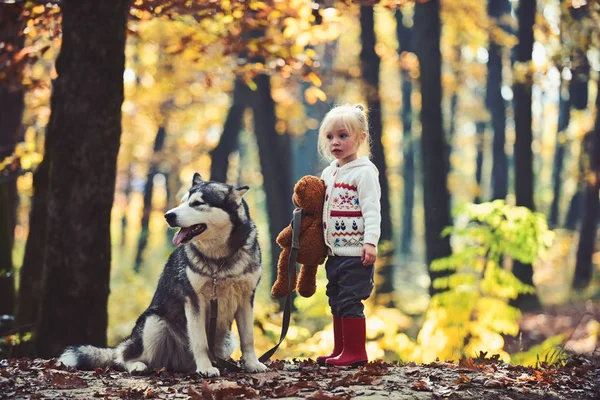 Niña con perro en el bosque de otoño. Capucha roja con lobo en bosques de cuento de hadas. Niño jugar con husky y oso de peluche en el aire libre al aire libre. Infancia, juego y diversión. Actividad y descanso activo —  Fotos de Stock