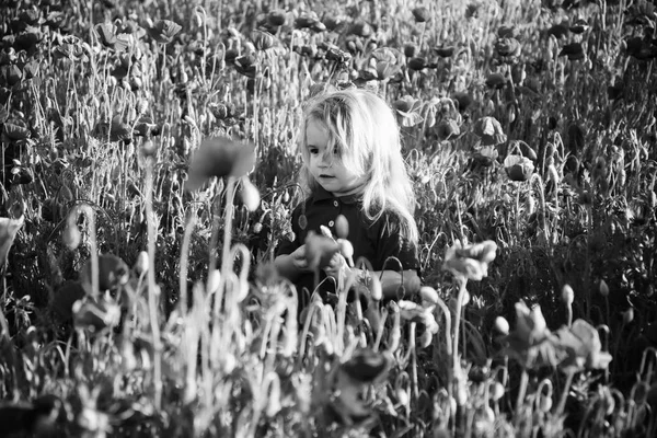 Enfant ou petit garçon dans le champ de graines de pavot — Photo