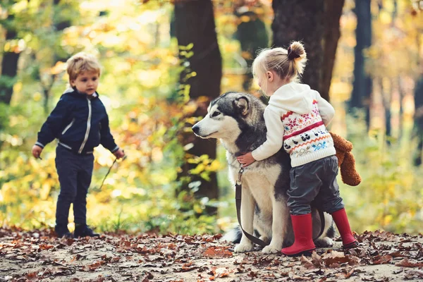 Niños entrenando perro en bosque de otoño. Niña y niños amigos juegan con mascotas husky en el bosque. Amistad y amor infantil. Concepto perros de entrenamiento. Juego, diversión, actividad y descanso activo al aire libre —  Fotos de Stock