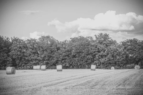 Лебеді на розрізаній траві, корм — стокове фото