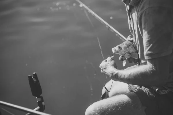 Sazan, crucian sazan, alabalık bağladın, olta balıkçılığı üzerinde — Stok fotoğraf