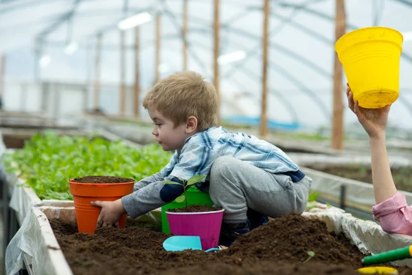 Sapling. plantation d'enfants arbustes dans le sol. la culture de la plante en serre. Le petit enfant s'occupe de la mise bas. fier de ses plantes . — Photo