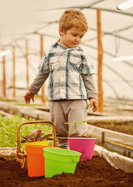 Jordbruk. liten pojke arbete i jordbruket växthus. jordbruk industri arbetare. att ha jordbruk företag — Stockfoto