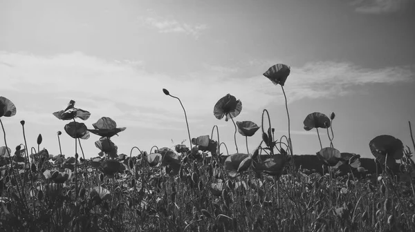 사랑과 마약 중독, 아편의 약. — 스톡 사진