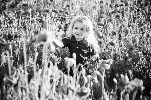 Small boy or child in field of poppy seed — Stock Photo, Image
