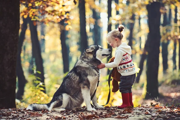 Red riding hood with wolf in fairy tale woods. Little girl with dog in autumn forest. Childhood, game and fun. Child play with husky and teddy bear on fresh air outdoor. Activity and active rest — Stock Photo, Image