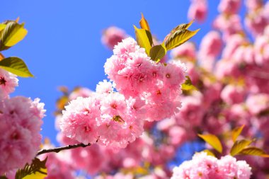 Kopenhag Sakura Festivali. Kiraz çiçeği. Sacura kiraz ağacı. Bahar çiçekleri arka plan. Çiçeği ağaç doğa arka plan üzerinde.
