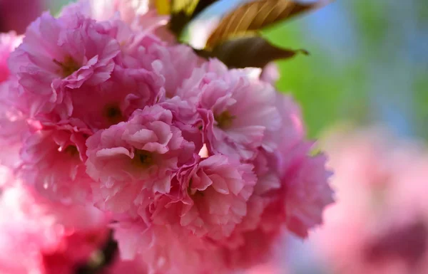 Cseresznyevirág. Szabó cseresznyefa. Puha makró virágzó sárgabarack ága összpontosítani ég háttere. — Stock Fotó