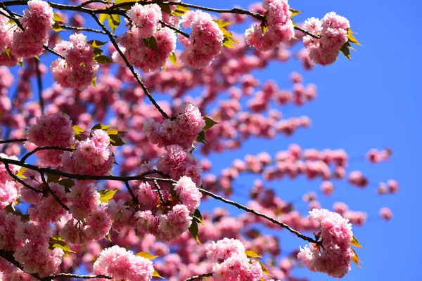 Çiçeği ağaç doğa arka plan üzerinde. Kiraz çiçeği. Sacura kiraz ağacı. Bahar çiçekleri. Paskalya ve bahar için tebrik kartları kopya alanı ile. Sakura Festivali. Japon cherry. Prunus serrulata. — Stok fotoğraf