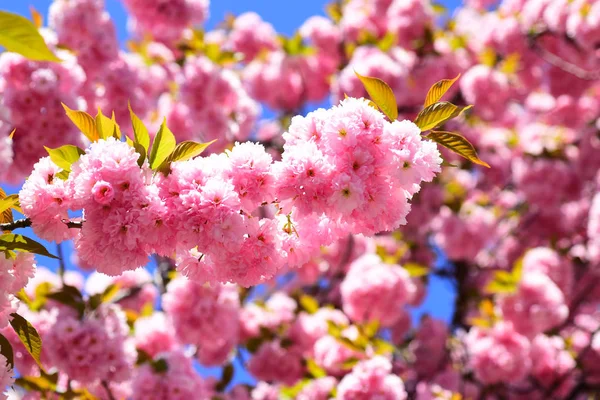 春の花の背景。桜。Sacura 桜の木。自然背景に花の木. — ストック写真