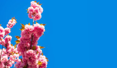 Çiçek açan sakura çiçekleri çiçekler doğa zemin üzerine mavi gökyüzü ile kapatın. Kiraz çiçeği. Sacura kiraz ağacı. Paskalya ve bahar için tebrik kartları kopya alanı ile