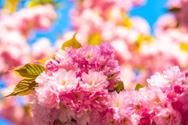Kiraz çiçeği. Sacura kiraz ağacı. Kiraz çiçekleri, pembe çiçekler bahar. Doğa zemin üzerine mavi gökyüzü ile çiçeklenme sakura çiçekleri çiçek yakın çekim.