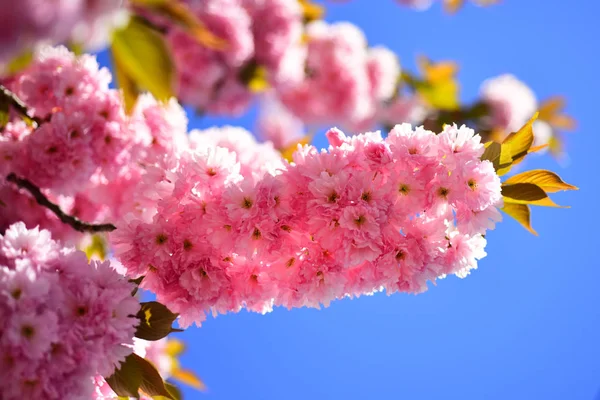 Κεράσι ανθίσει. Sacura κερασιά. Με φόντο την άνοιξη. Όμορφα λουλούδια στον κήπο. Κεράσι ανθίσει φεστιβάλ συμβουλές. Sakura Φεστιβάλ. — Φωτογραφία Αρχείου