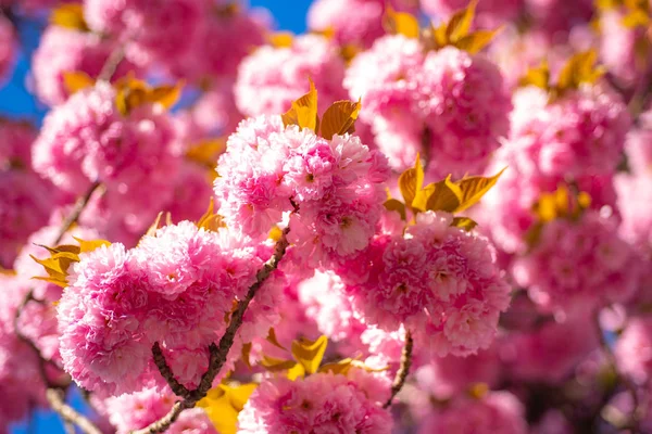 Rami di macro albicocca in fiore con soft focus sullo sfondo del cielo. Sakura ciliegio. Festival Sakura . — Foto Stock