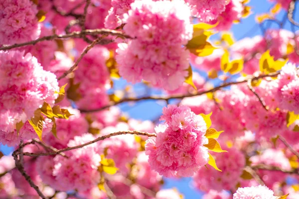 桜。Sacura 桜の木。開花の木と晴れた日の美しい自然場面。さくら祭り. — ストック写真