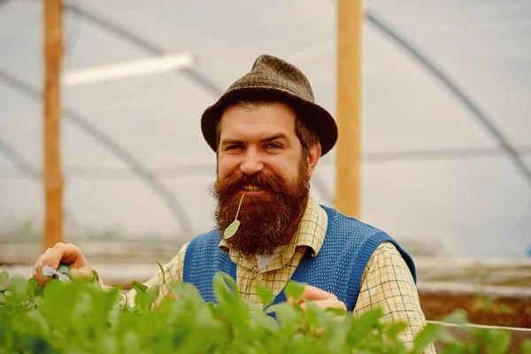 happy gardener man. gardener man with happy face. happy man gardener in greenhouse. happy gardener man planting in modern orangery.