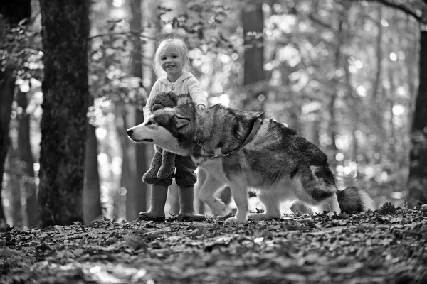 Niño con malamute y osito de peluche al aire libre. Niño jugar con el perro en el bosque de otoño —  Fotos de Stock