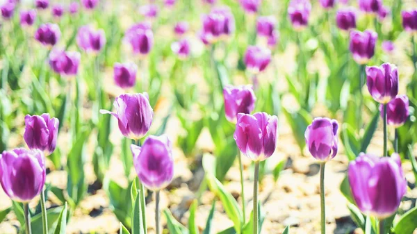 Campo di tulipani Olanda. Campo di tulipani. campo di fiori primaverili. Ora legale. agricoltura e giardinaggio. 8 marzo o giorno delle donne. concetto di negozio di fiori. regalo di festa di giorno di madri. natura ed ecologia. bellezza — Foto Stock