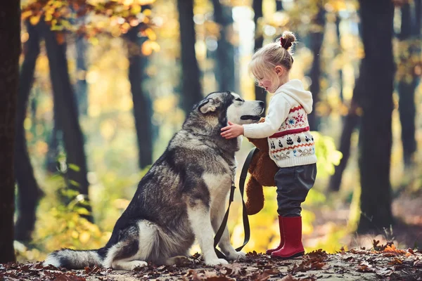 Child play with husky and teddy bear on fresh air outdoor. Red riding hood with wolf in fairy tale woods. Childhood, game and fun. Activity and active rest. Little girl with dog in autumn forest — Stock Photo, Image