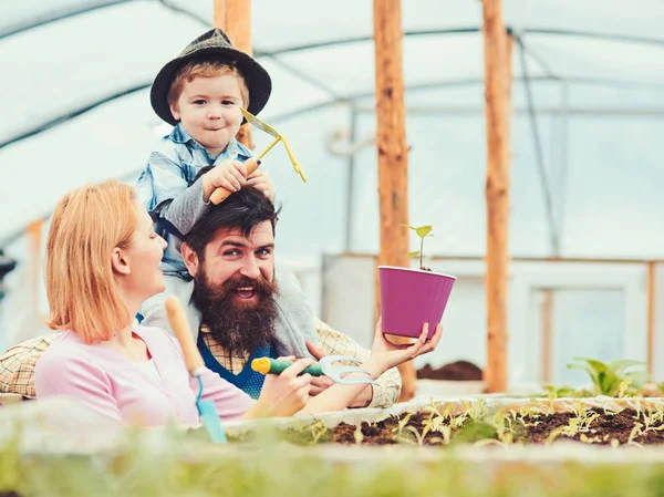 Vire a mãe segurando garfo de jardinagem e vaso rosa, enquanto seu marido barbudo segura seu filho em seus ombros. Sorrindo família se divertindo em estufa — Fotografia de Stock