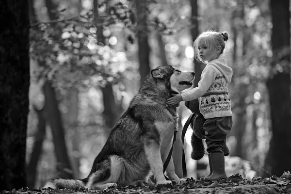 Activity and active rest. Red riding hood with wolf in fairy tale woods. Childhood, game and fun. Child play with husky and teddy bear on fresh air outdoor. Little girl with dog in autumn forest — Stock Photo, Image