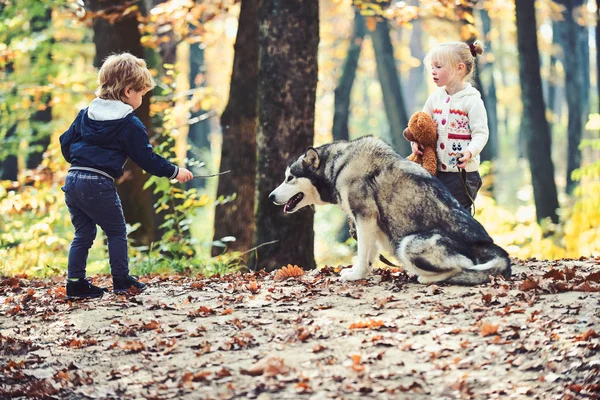 Niños entrenando perro en bosque de otoño. Niños amigos jugar con husky mascota en el bosque —  Fotos de Stock