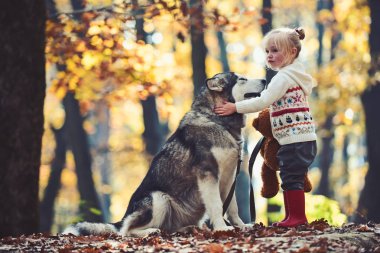 Çocukluk, oyun ve eğlence. Sonbahar ormanda köpek ile küçük kız. Etkinlik ve aktif dinlenme. Kırmızı başlıklı kız masal ormanda kurt ile. Dış yapraklar ve temiz hava açık üzerinde oyuncak ayı ile Çocuk oyun